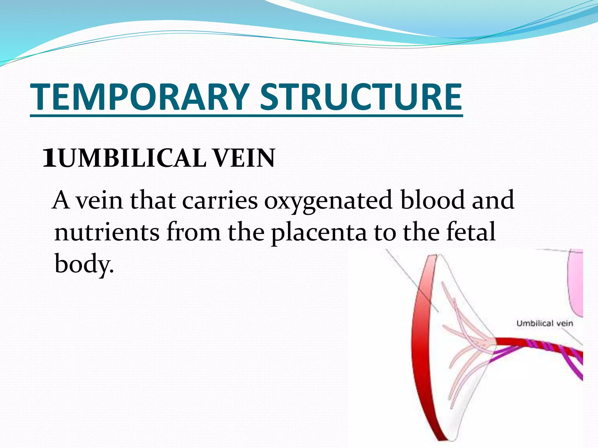 Fetal Circulation Pptx