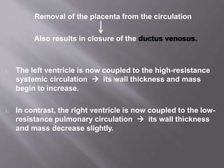 Removal of the placenta from the circulation
Also results in closure of the ductus venosus.
The left ventricle is now coupled to the high-resistance
systemic circulation  its wall thickness and mass
begin to increase.
In contrast, the right ventricle is now coupled to the low-
resistance pulmonary circulation  its wall thickness
and mass decrease slightly.
 