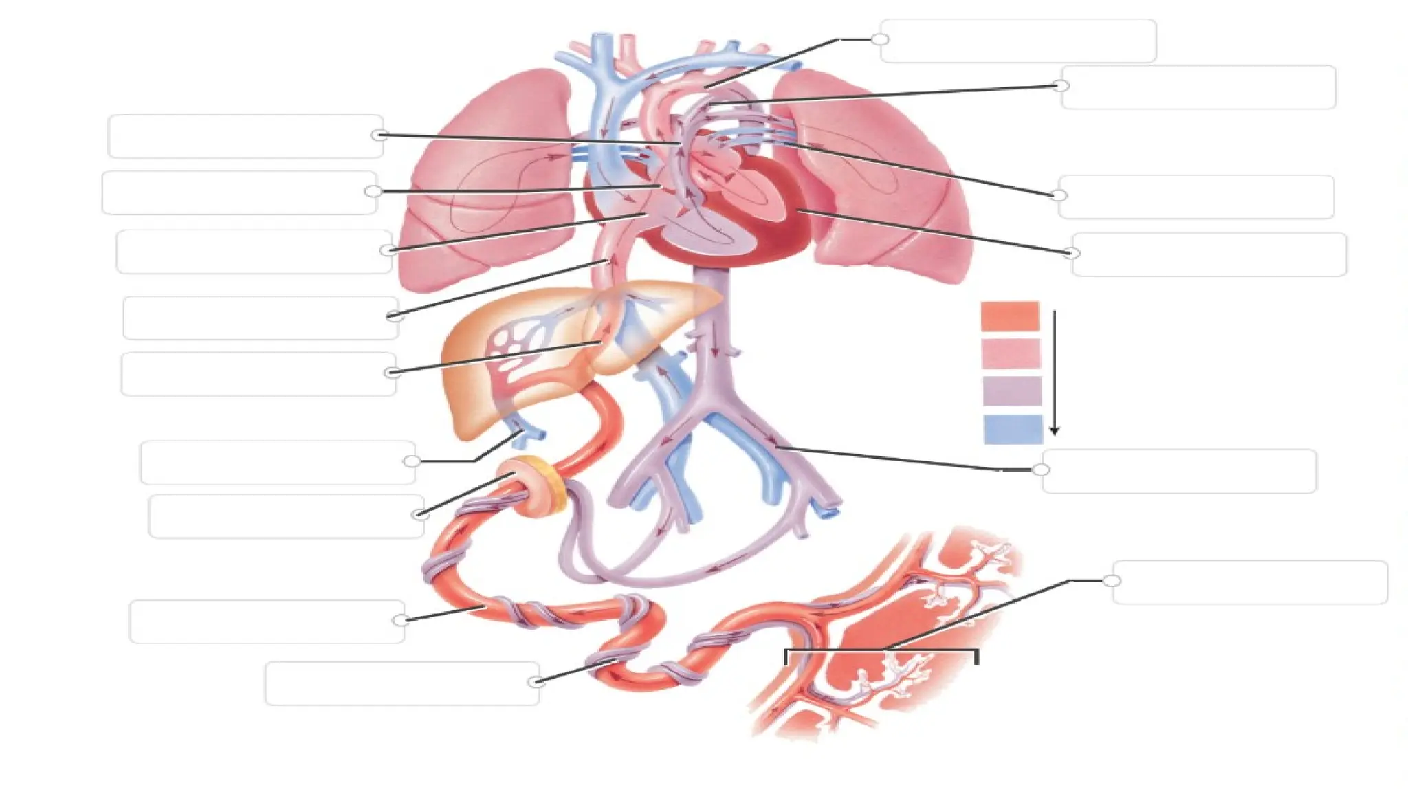 Intra-uterine fetal circulation in obstetrics | PPTX