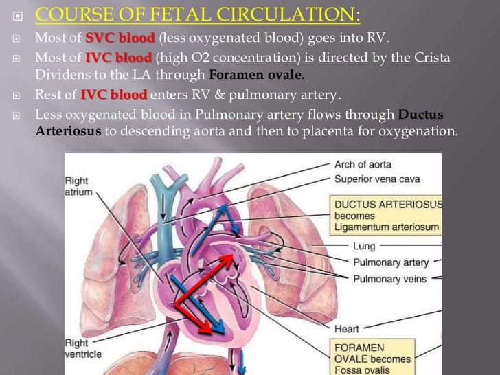 Fetal circulation.. Dr.Padmesh