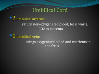 Umbilical Cord
2umbilical arteries:
return non-oxygenated blood, fecal waste,
CO2 to placenta
1umbilical vein:
brings oxygenated blood and nutrients to
the fetus
 