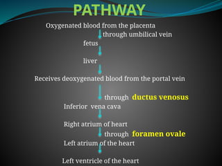 PATHWAY
Oxygenated blood from the placenta
through umbilical vein
fetus
liver
Receives deoxygenated blood from the portal vein
through ductus venosus
Inferior vena cava
Right atrium of heart
through foramen ovale
Left atrium of the heart
Left ventricle of the heart
 