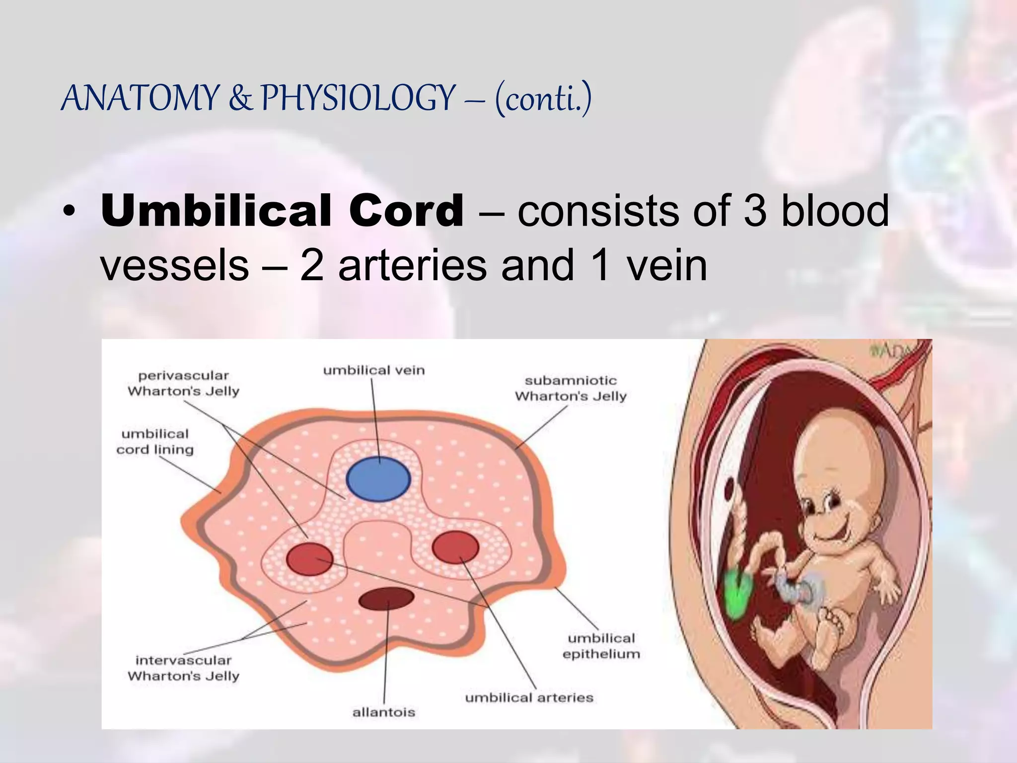 Fetal circulation sumi | PPTX