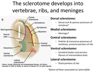Fetal circulation and somitogenesis.pptx