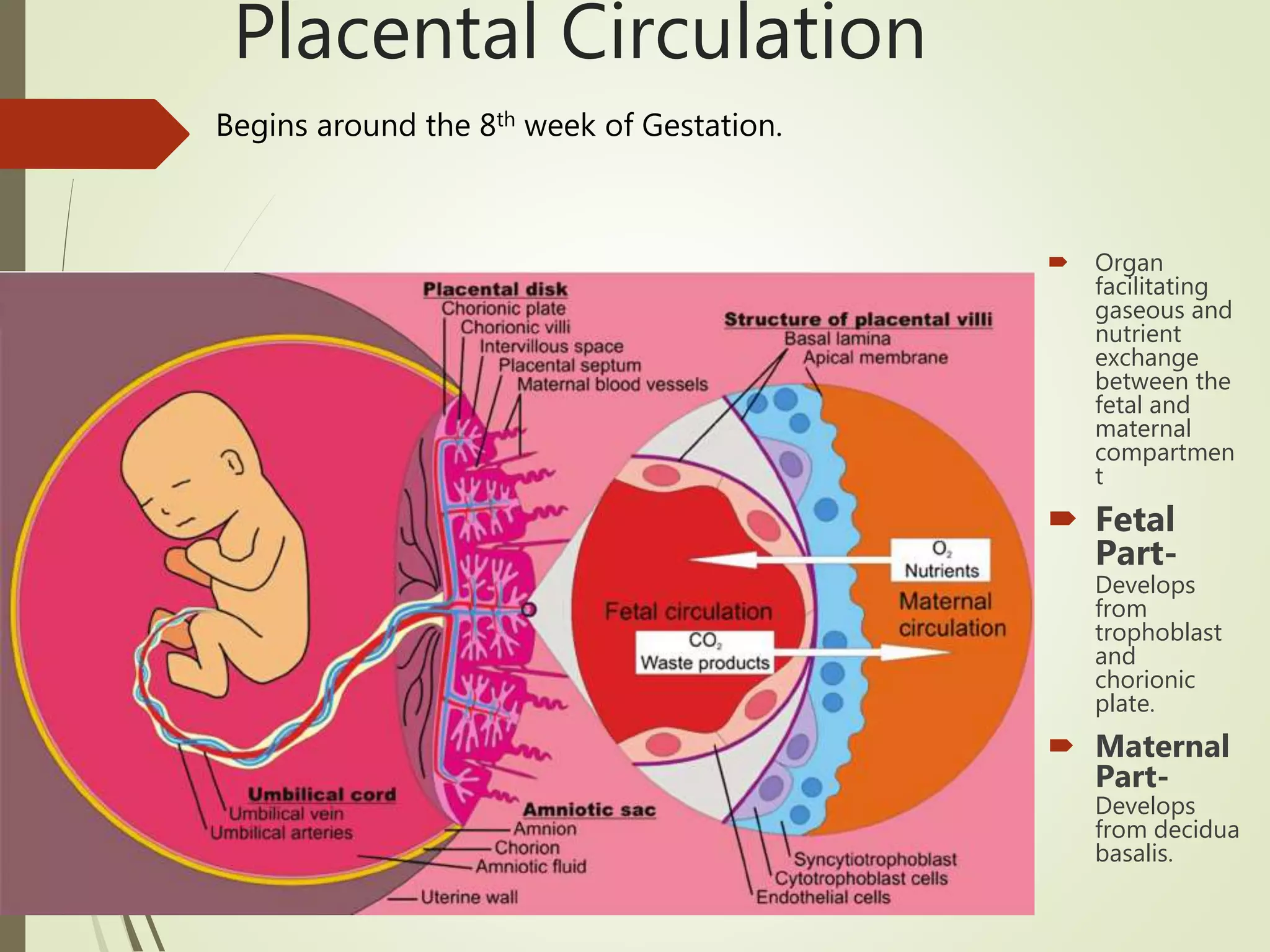 Fetal Circulation Ppt For Nursing Students
