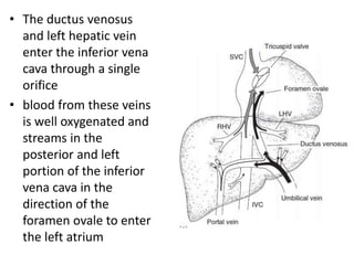 • The ductus venosus
and left hepatic vein
enter the inferior vena
cava through a single
orifice
• blood from these veins
is well oxygenated and
streams in the
posterior and left
portion of the inferior
vena cava in the
direction of the
foramen ovale to enter
the left atrium
 