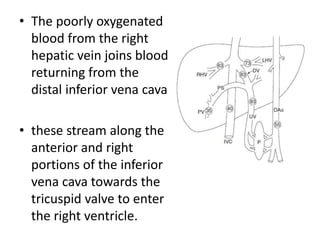 • The poorly oxygenated
blood from the right
hepatic vein joins blood
returning from the
distal inferior vena cava
• these stream along the
anterior and right
portions of the inferior
vena cava towards the
tricuspid valve to enter
the right ventricle.
 