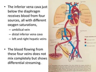 • The inferior vena cava just
below the diaphragm
receives blood from four
sources, all with different
oxygen saturations,
– umbilical vein
– distal inferior vena cava
– left and right hepatic veins
• The blood flowing from
these four veins does not
mix completely but shows
differential streaming.
 
