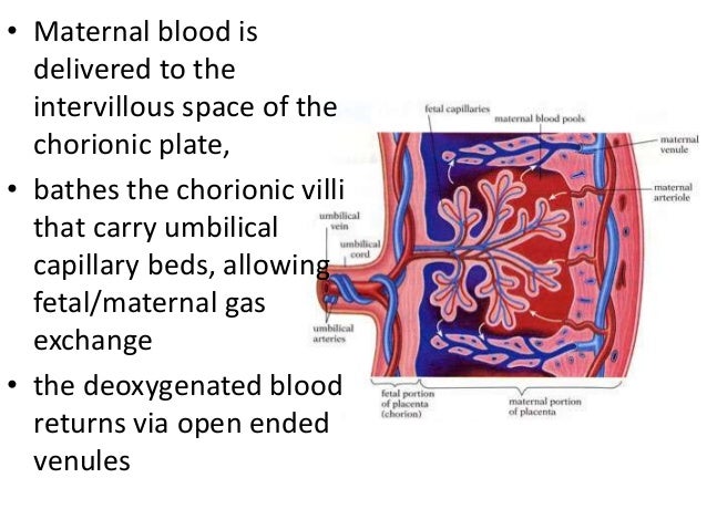 Fetal circulation & changes occurring at birth