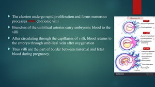 Comprehensive Overview of Fetal Circulation and Transition at Birth | PPTX
