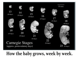 How the baby grows, week by week. 