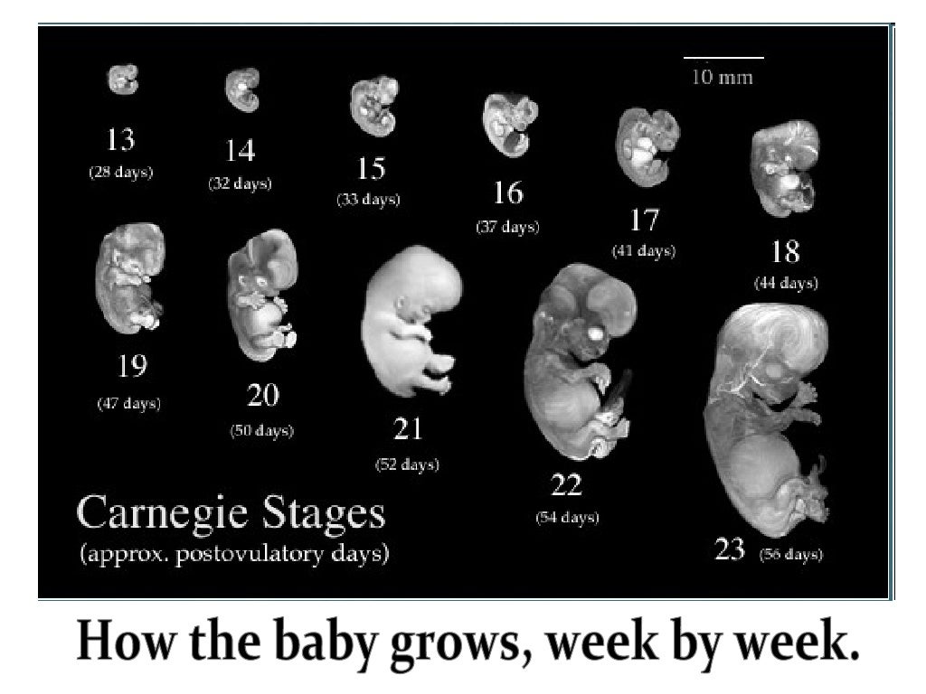 50 Week Baby Development: What to Expect
