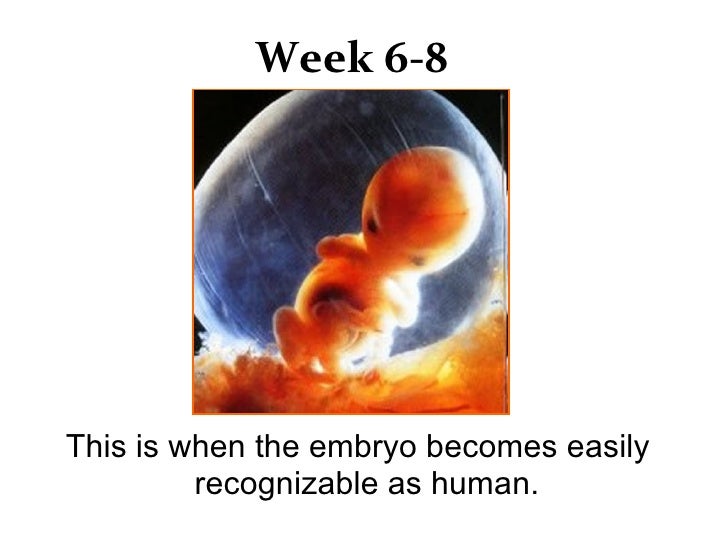 Fetal Development!