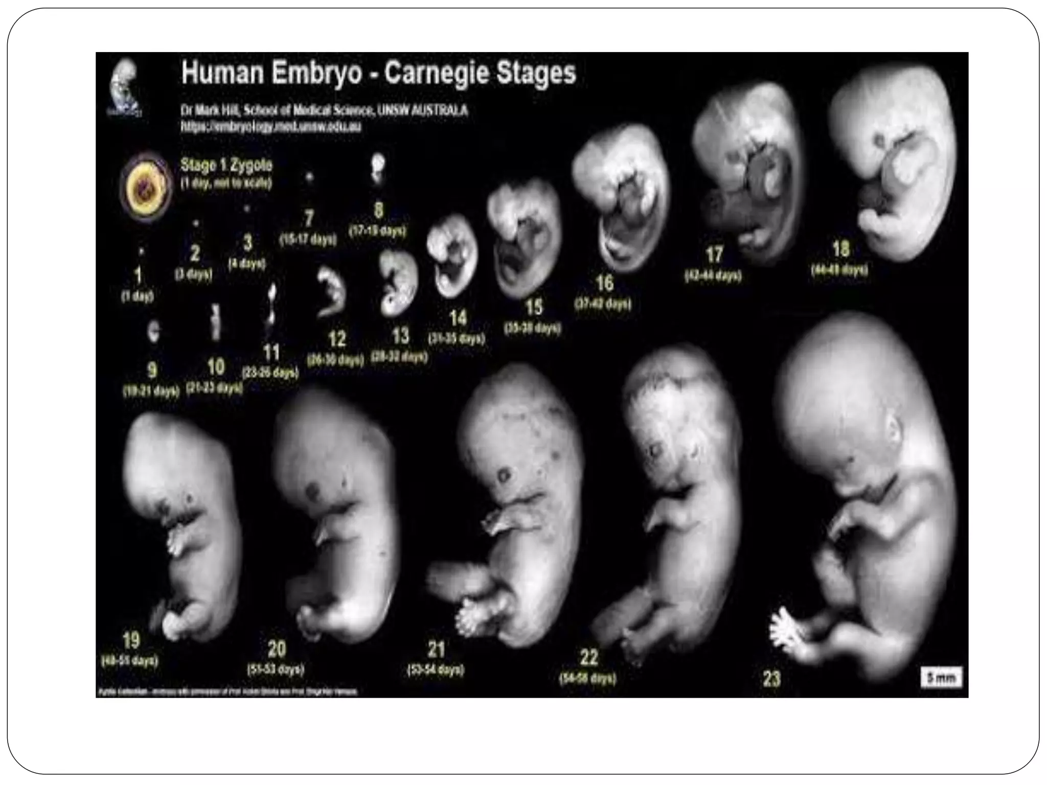 Fetal development Biology Diagrams