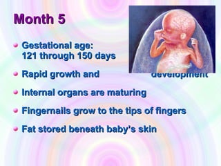 Fetal Development | PPT