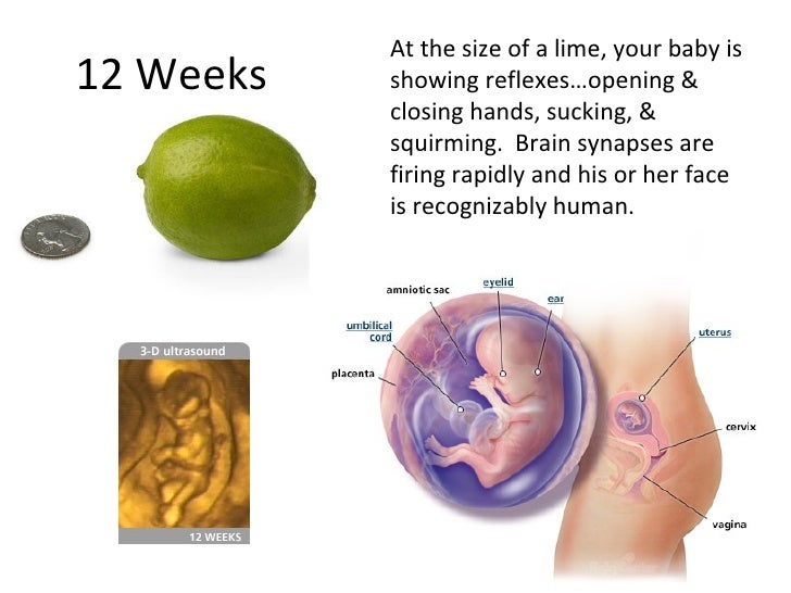 hdf 213 fetal development 12 week fetus size