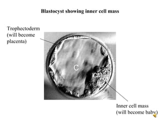Fetal development | PPS