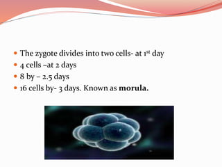  The zygote divides into two cells- at 1st day
 4 cells –at 2 days
 8 by – 2.5 days
 16 cells by- 3 days. Known as morula.
 
