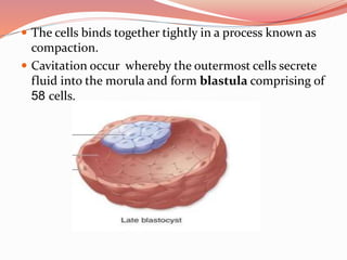  The cells binds together tightly in a process known as
compaction.
 Cavitation occur whereby the outermost cells secrete
fluid into the morula and form blastula comprising of
58 cells.
 