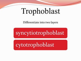 Trophoblast
Differentiate into two layers
syncytiotrophoblast
cytotrophoblast
 