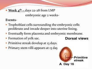 Week 4th – days 22-28 from LMP
embryonic age 2 weeks-
Events-
 Trophoblast cells surrounding the embryonic cells
proliferate and invade deeper into uterine lining.
 Eventually form placenta and embryonic membrane.
 Formation of yolk sac.
 Primitive streak develop at 13 days.
 Primary stem villi appears at 13 days
 