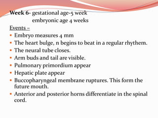Week 6- gestational age-5 week
embryonic age 4 weeks
Events –
 Embryo measures 4 mm
 The heart bulge, n begins to beat in a regular rhythem.
 The neural tube closes.
 Arm buds and tail are visible.
 Pulmonary primordium appear
 Hepatic plate appear
 Buccopharyngeal membrane ruptures. This form the
future mouth.
 Anterior and posterior horns differentiate in the spinal
cord.
 