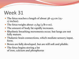Week 31
 The fetus reaches a length of about 38–43 cm (15–
17 inches).
 The fetus weighs about 1.5 kg (3 lb 0 oz).
 The amount of body fat rapidly increases.
 Rhythmic breathing movements occur, but lungs are not
fully mature.
 Thalamic brain connections, which mediate sensory input,
form.
 Bones are fully developed, but are still soft and pliable.
 The fetus begins storing a lot
of iron, calcium and phosphorus
 