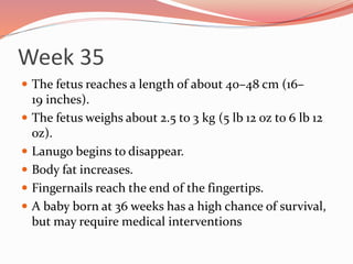 Week 35
 The fetus reaches a length of about 40–48 cm (16–
19 inches).
 The fetus weighs about 2.5 to 3 kg (5 lb 12 oz to 6 lb 12
oz).
 Lanugo begins to disappear.
 Body fat increases.
 Fingernails reach the end of the fingertips.
 A baby born at 36 weeks has a high chance of survival,
but may require medical interventions
 