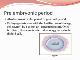Pre embryonic period
 Also known as ovular period or germinal period.
 Embryogenesis start with the fertilization of the egg
cell (ovum) by a sperm cell (spermatozoon). Once
fertilized, the ovum is referred to as zygote, a single
diploid cell.
 