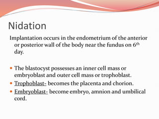 Nidation
Implantation occurs in the endometrium of the anterior
or posterior wall of the body near the fundus on 6th
day.
 The blastocyst possesses an inner cell mass or
embryoblast and outer cell mass or trophoblast.
 Trophoblast- becomes the placenta and chorion.
 Embryoblast- become embryo, amnion and umbilical
cord.
 