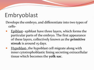 Embryoblast
Develops the embryo, and differentiate into two types of
cells-
 Epiblast- epiblast have three layers, which forms the
particular parts of the embryo. The first appearance
of these layers, collectively known as the primitive
streak is around 15 days.
 Hypoblast- the hypoblast cell migrate along with
inner cytotrophoblastic lining secreting extracellular
tissue which becomes the yolk sac.
 