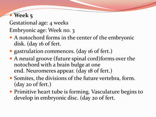  Week 5
Gestational age: 4 weeks
Embryonic age: Week no. 3
 A notochord forms in the center of the embryonic
disk. (day 16 of fert.
 gastrulation commences. (day 16 of fert.)
 A neural groove (future spinal cord)forms over the
notochord with a brain bulge at one
end. Neuromeres appear. (day 18 of fert.)
 Somites, the divisions of the future vertebra, form.
(day 20 of fert.)
 Primitive heart tube is forming. Vasculature begins to
develop in embryonic disc. (day 20 of fert.
 
