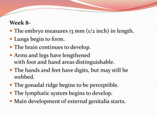Week 8-
 The embryo measures 13 mm (1/2 inch) in length.
 Lungs begin to form.
 The brain continues to develop.
 Arms and legs have lengthened
with foot and hand areas distinguishable.
 The hands and feet have digits, but may still be
webbed.
 The gonadal ridge begins to be perceptible.
 The lymphatic system begins to develop.
 Main development of external genitalia starts.
 