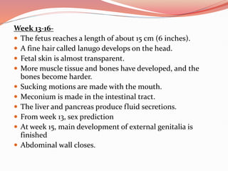 Week 13-16-
 The fetus reaches a length of about 15 cm (6 inches).
 A fine hair called lanugo develops on the head.
 Fetal skin is almost transparent.
 More muscle tissue and bones have developed, and the
bones become harder.
 Sucking motions are made with the mouth.
 Meconium is made in the intestinal tract.
 The liver and pancreas produce fluid secretions.
 From week 13, sex prediction
 At week 15, main development of external genitalia is
finished
 Abdominal wall closes.
 