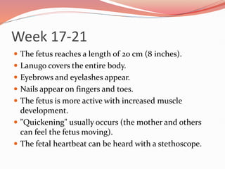 Week 17-21
 The fetus reaches a length of 20 cm (8 inches).
 Lanugo covers the entire body.
 Eyebrows and eyelashes appear.
 Nails appear on fingers and toes.
 The fetus is more active with increased muscle
development.
 "Quickening" usually occurs (the mother and others
can feel the fetus moving).
 The fetal heartbeat can be heard with a stethoscope.
 