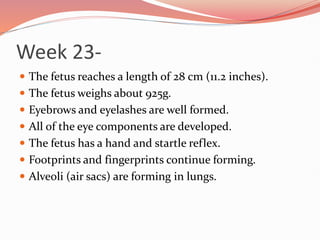 Week 23-
 The fetus reaches a length of 28 cm (11.2 inches).
 The fetus weighs about 925g.
 Eyebrows and eyelashes are well formed.
 All of the eye components are developed.
 The fetus has a hand and startle reflex.
 Footprints and fingerprints continue forming.
 Alveoli (air sacs) are forming in lungs.
 