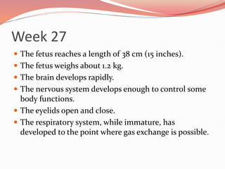 Week 27
 The fetus reaches a length of 38 cm (15 inches).
 The fetus weighs about 1.2 kg.
 The brain develops rapidly.
 The nervous system develops enough to control some
body functions.
 The eyelids open and close.
 The respiratory system, while immature, has
developed to the point where gas exchange is possible.
 