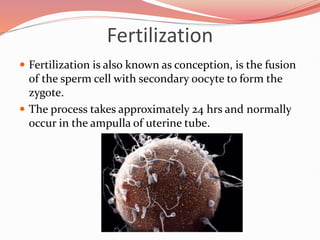 Fertilization
 Fertilization is also known as conception, is the fusion
of the sperm cell with secondary oocyte to form the
zygote.
 The process takes approximately 24 hrs and normally
occur in the ampulla of uterine tube.
 
