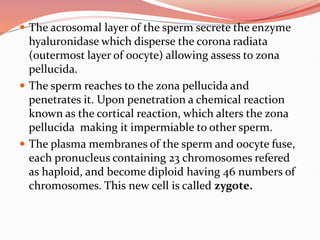  The acrosomal layer of the sperm secrete the enzyme
hyaluronidase which disperse the corona radiata
(outermost layer of oocyte) allowing assess to zona
pellucida.
 The sperm reaches to the zona pellucida and
penetrates it. Upon penetration a chemical reaction
known as the cortical reaction, which alters the zona
pellucida making it impermiable to other sperm.
 The plasma membranes of the sperm and oocyte fuse,
each pronucleus containing 23 chromosomes refered
as haploid, and become diploid having 46 numbers of
chromosomes. This new cell is called zygote.
 