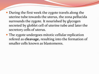  During the first week the zygote travels along the
uterine tube towards the uterus, the zona pellucida
surrounds the zygote. It nourished by glycogen
secreted by globlet cell of uterine tube and later the
secretory cells of uterus.
 The zygote undergoes mitotic cellular replication
refered as cleavage, resulting into the formation of
smaller cells known as blastomeres.
 