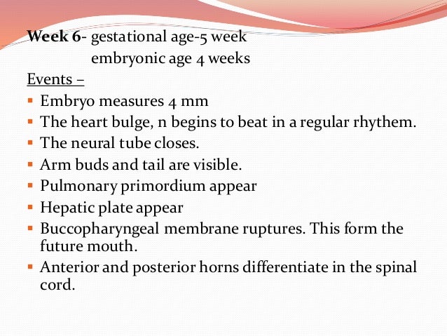fetal development size of baby at 6 weeks