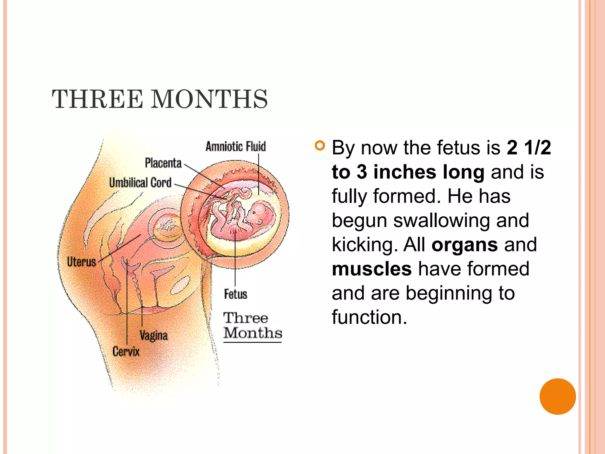 THREE MONTHS
 By now the fetus is 2 1/2
to 3 inches long and is
fully formed. He has
begun swallowing and
kicking. All organs and
muscles have formed
and are beginning to
function.
 