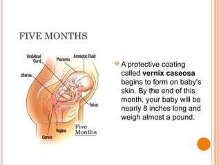 fetal-development-ppt