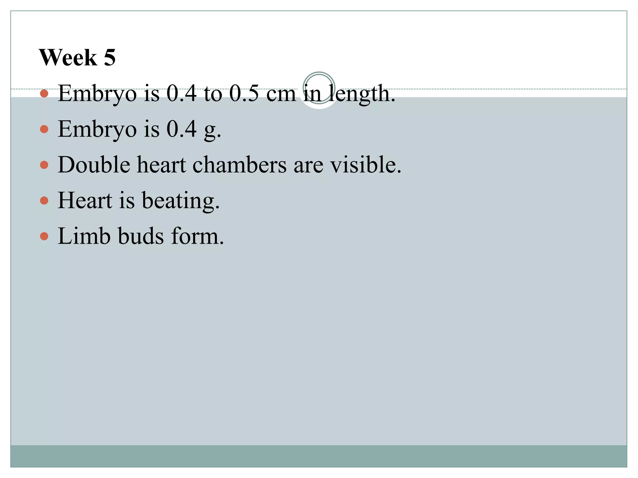 Week 5
 Embryo is 0.4 to 0.5 cm in length.
 Embryo is 0.4 g.
 Double heart chambers are visible.
 Heart is beating.
 Limb buds form.
 