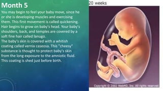 Month 5
You may begin to feel your baby move, since he
or she is developing muscles and exercising
them. This first movement is called quickening.
Hair begins to grow on baby's head. Your baby's
shoulders, back, and temples are covered by a
soft fine hair called lanugo.
The baby's skin is covered with a whitish
coating called vernix caseosa. This "cheesy"
substance is thought to protect baby's skin
from the long exposure to the amniotic fluid.
This coating is shed just before birth.
.
 