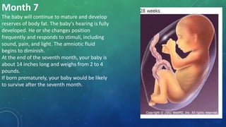 Month 7
The baby will continue to mature and develop
reserves of body fat. The baby's hearing is fully
developed. He or she changes position
frequently and responds to stimuli, including
sound, pain, and light. The amniotic fluid
begins to diminish.
At the end of the seventh month, your baby is
about 14 inches long and weighs from 2 to 4
pounds.
If born prematurely, your baby would be likely
to survive after the seventh month.
 