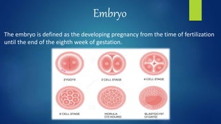 Fetal development