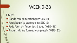 WEEK 9-38
LIMBS:
Hands can be functional (WEEK 12)
Fetus begin to store fats (WEEK 15)
Pads form on fingertips & toes (WEEK 16)
Fingernails are formed completely (WEEK 32)
 