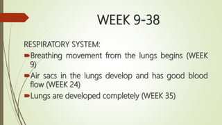 RESPIRATORY SYSTEM:
Breathing movement from the lungs begins (WEEK
9)
Air sacs in the lungs develop and has good blood
flow (WEEK 24)
Lungs are developed completely (WEEK 35)
WEEK 9-38
 
