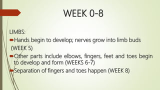 WEEK 0-8
LIMBS:
Hands begin to develop; nerves grow into limb buds
(WEEK 5)
Other parts include elbows, fingers, feet and toes begin
to develop and form (WEEKS 6-7)
Separation of fingers and toes happen (WEEK 8)
 